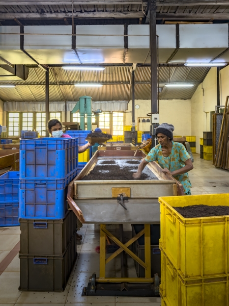 Elpitiya Tea Estate Image